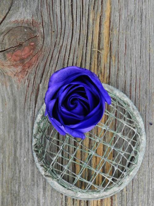 Purple Tinted Roses